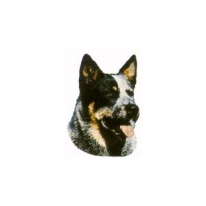 Australian karjakoira autotarra, iso