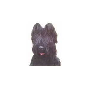 Briardi autotarra, iso