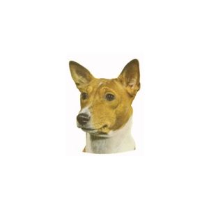 Basenji autotarra, iso