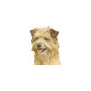 Pyreneittenpaimenkoira autotarra, iso